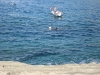 pulizia_fondali_ischia_nemoIMG_3474