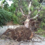 albero sradicato dal vento b