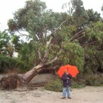 albero sradicato dal vento