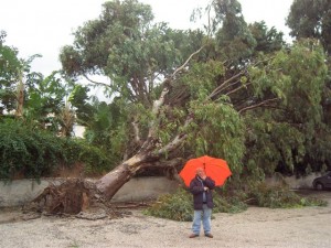 albero sradicato dal vento
