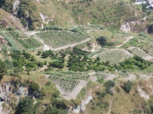 terra-ischia
