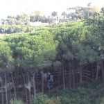 bosco_maddalena_ischia_forestale_abuso (10) bosco_maddalena_ischia_forestale_abuso (10)