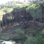 bosco_maddalena_ischia_forestale_abuso (11) bosco_maddalena_ischia_forestale_abuso (11)