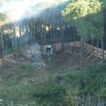 bosco_maddalena_ischia_forestale_abuso (12) bosco_maddalena_ischia_forestale_abuso (12)