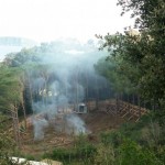 bosco_maddalena_ischia_forestale_abuso (13) bosco_maddalena_ischia_forestale_abuso (13)