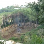 bosco_maddalena_ischia_forestale_abuso (14) bosco_maddalena_ischia_forestale_abuso (14)