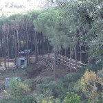 bosco_maddalena_ischia_forestale_abuso (2) bosco_maddalena_ischia_forestale_abuso (2)