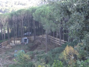 bosco_maddalena_ischia_forestale_abuso (2)