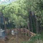 bosco_maddalena_ischia_forestale_abuso (20) bosco_maddalena_ischia_forestale_abuso (20)