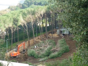 bosco_maddalena_ischia_forestale_abuso (22)