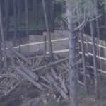 bosco_maddalena_ischia_forestale_abuso (3) bosco_maddalena_ischia_forestale_abuso (3)