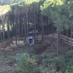 bosco_maddalena_ischia_forestale_abuso (5) bosco_maddalena_ischia_forestale_abuso (5)