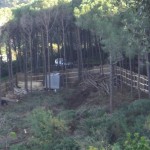 bosco_maddalena_ischia_forestale_abuso (6) bosco_maddalena_ischia_forestale_abuso (6)