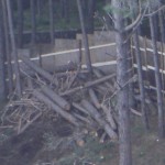 bosco_maddalena_ischia_forestale_abuso (7) bosco_maddalena_ischia_forestale_abuso (7)