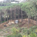 bosco_maddalena_ischia_forestale_abuso (8) bosco_maddalena_ischia_forestale_abuso (8)