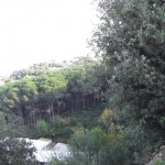 bosco_maddalena_ischia_forestale_abuso (9) bosco_maddalena_ischia_forestale_abuso (9)