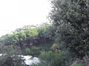 bosco_maddalena_ischia_forestale_abuso (9)